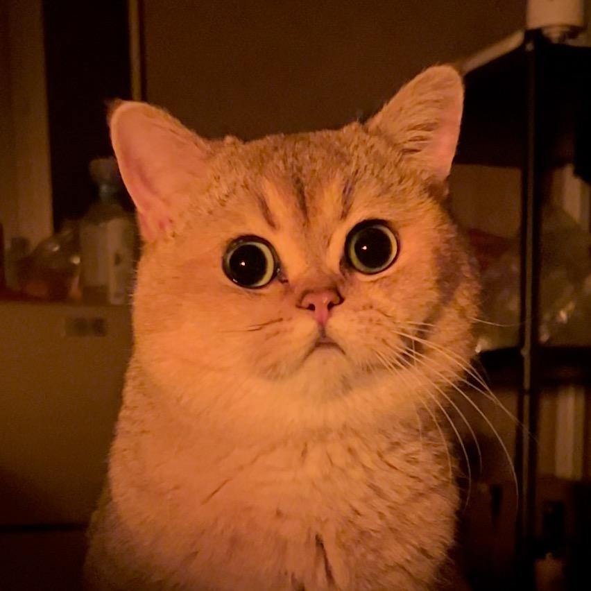 粘粘是只猫