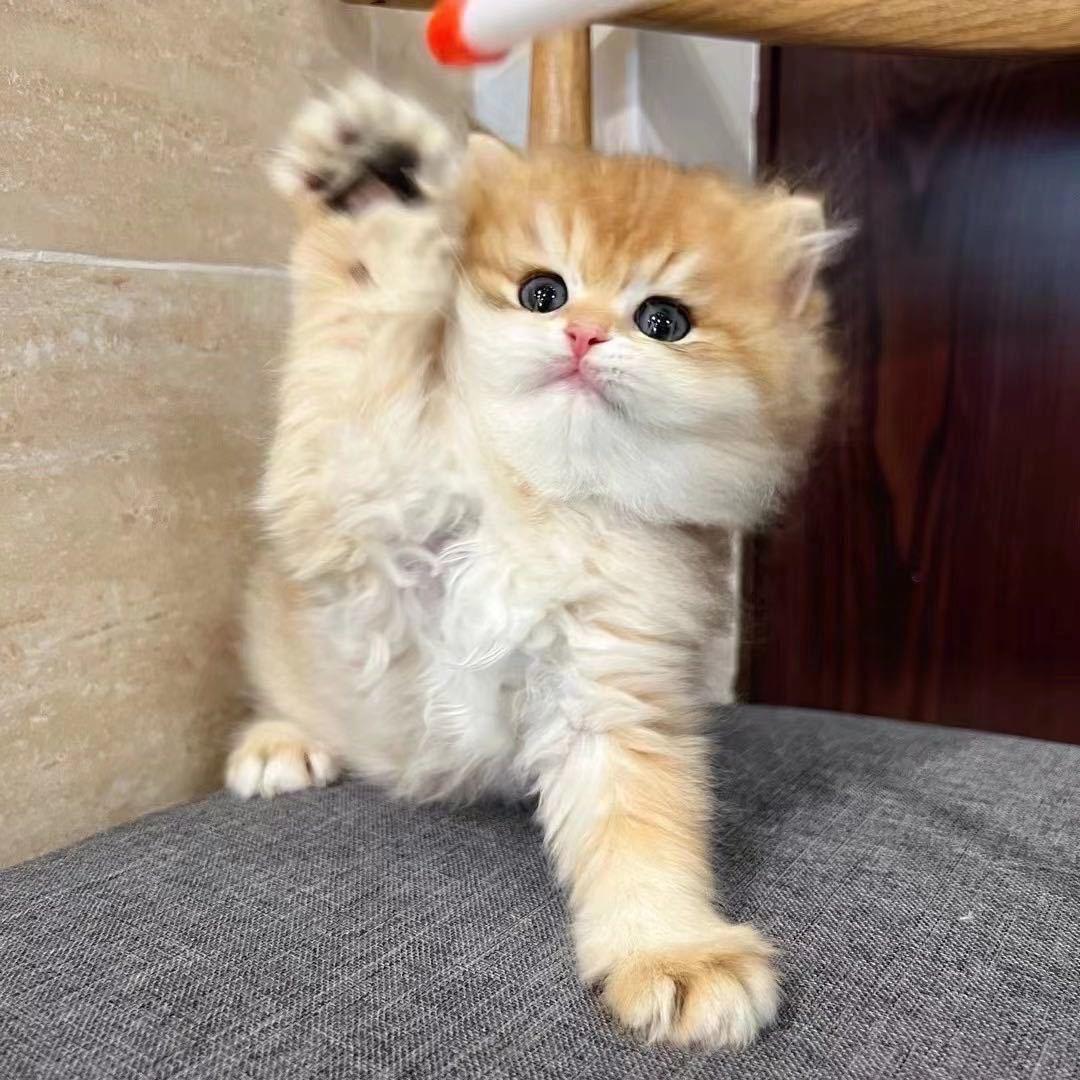 甘蔗