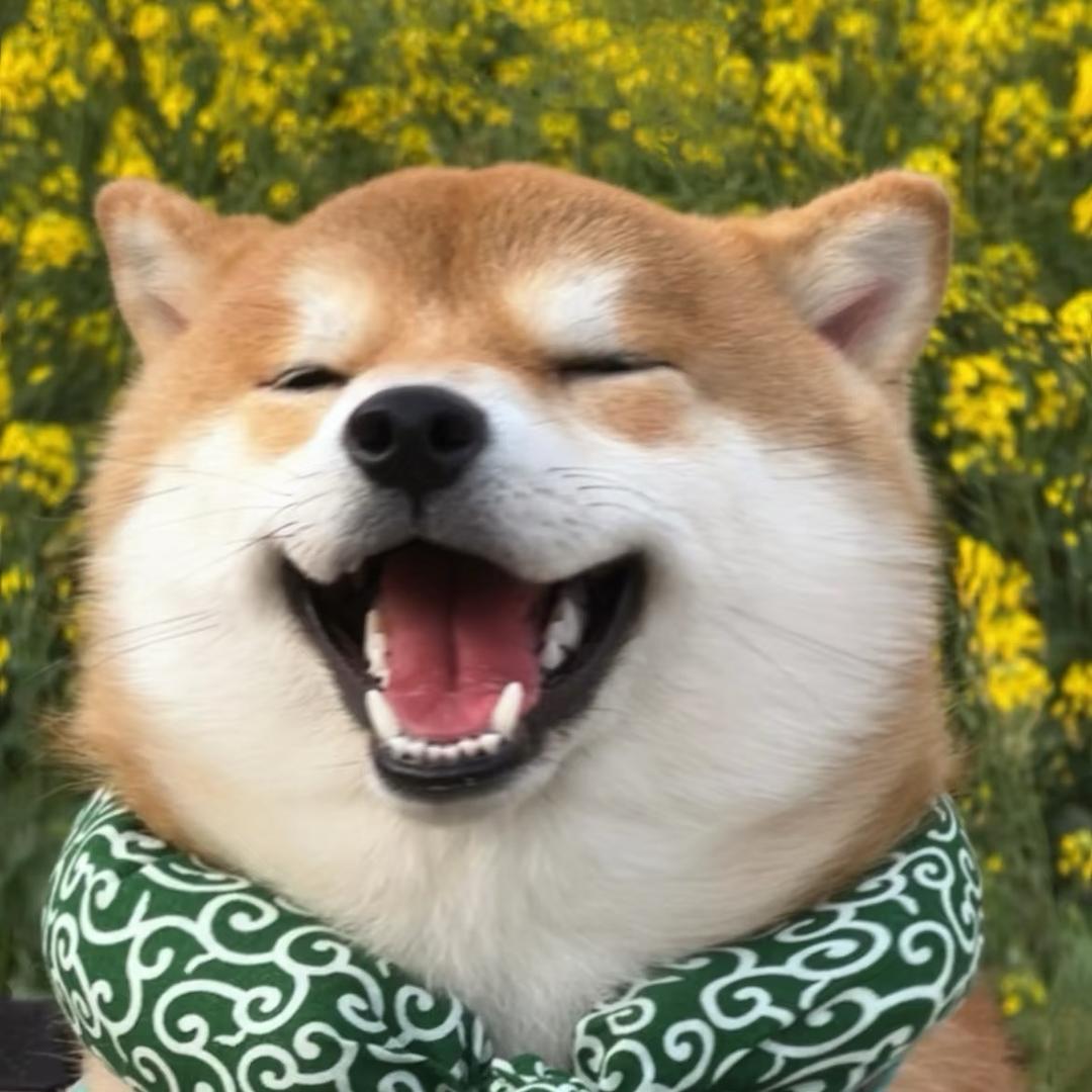 狗蛋🐶(来财）