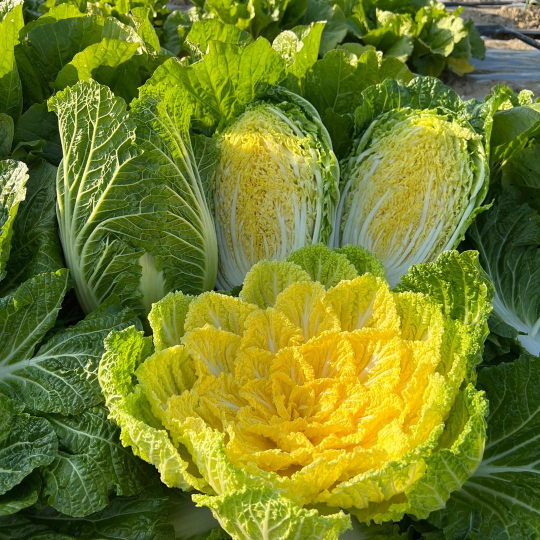 小丽种植日记