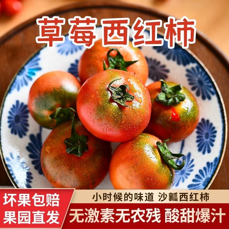 天天西红柿