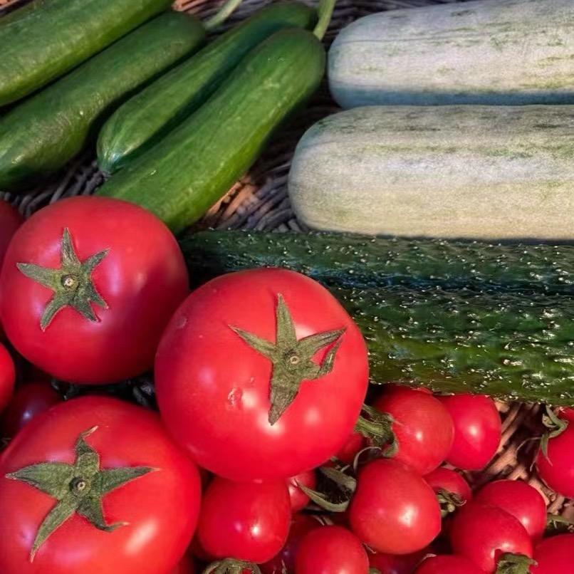 专注口感西红柿～粉斯特番茄