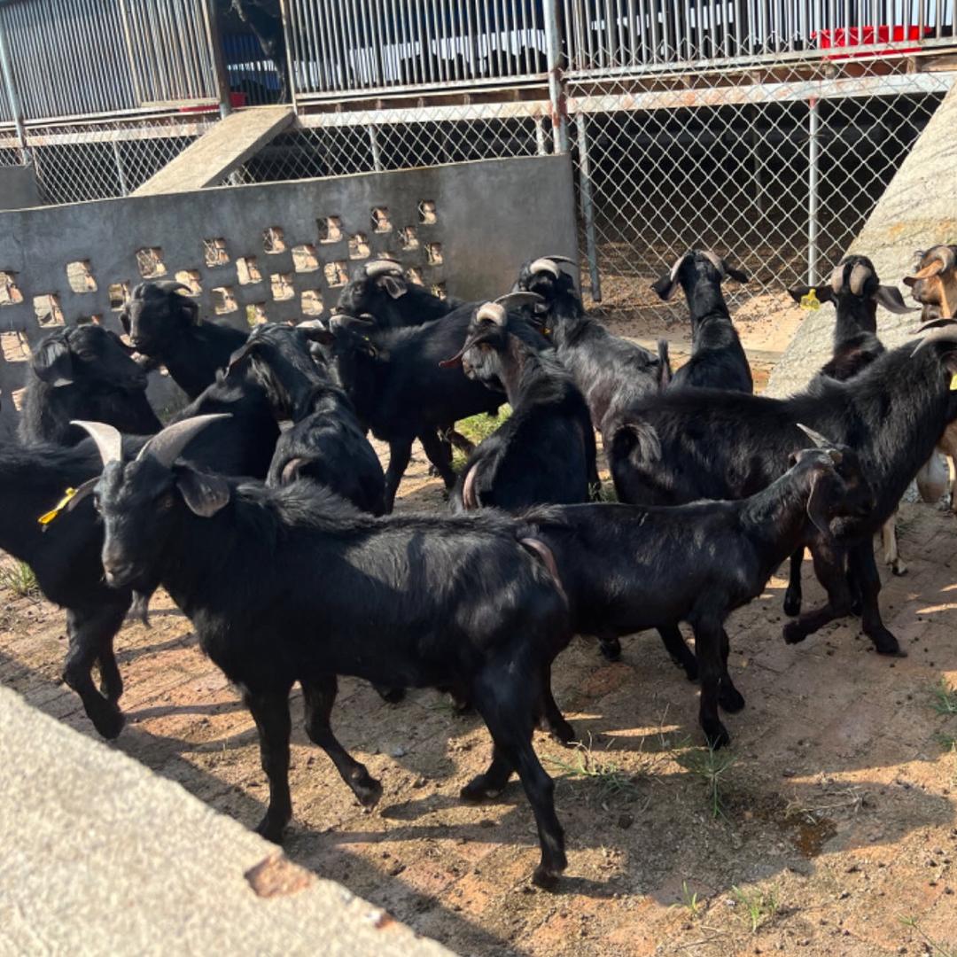 新余市梦羚畜牧发展有限公司