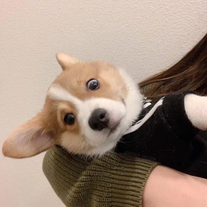 是Oz呐！