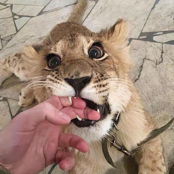 独行的虎