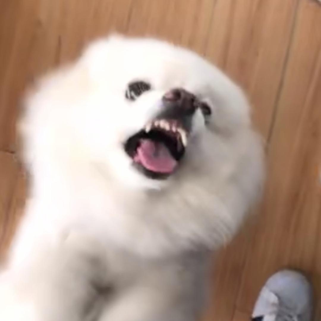 吳喵喵🐾头像
