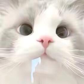 摸咦嗷喵/•᷅•᷄\୭