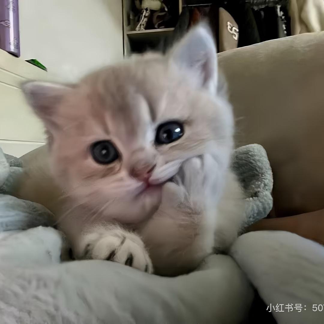 猫me大王