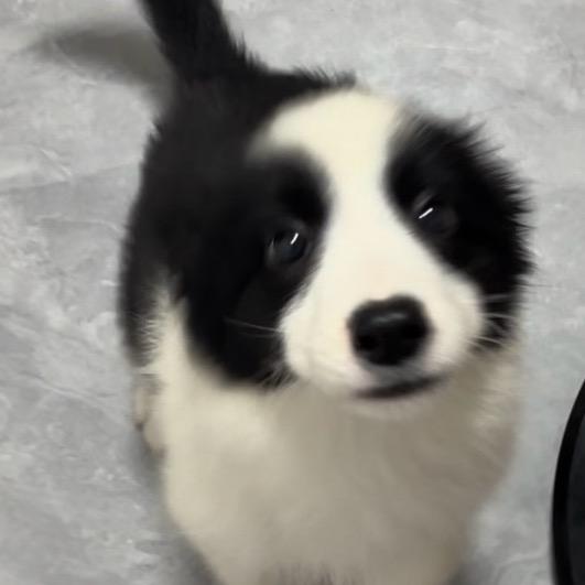 一只琥珀