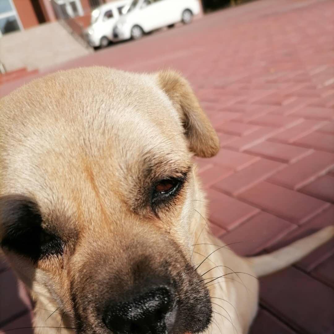 章鱼胖丸子