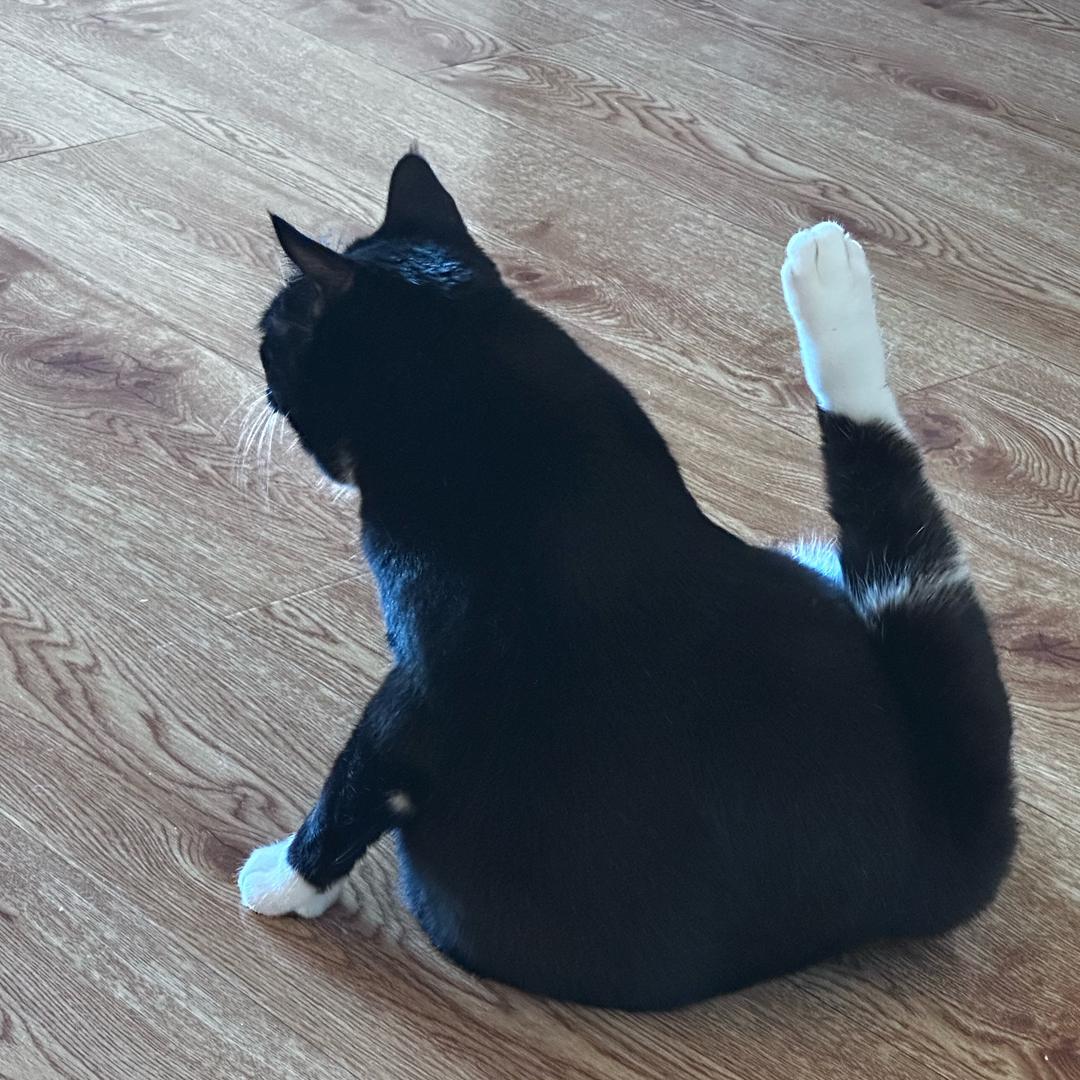 奶牛是拉屎大王