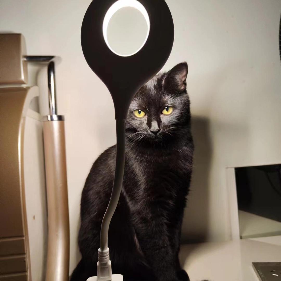 发财是只喵🐈‍⬛