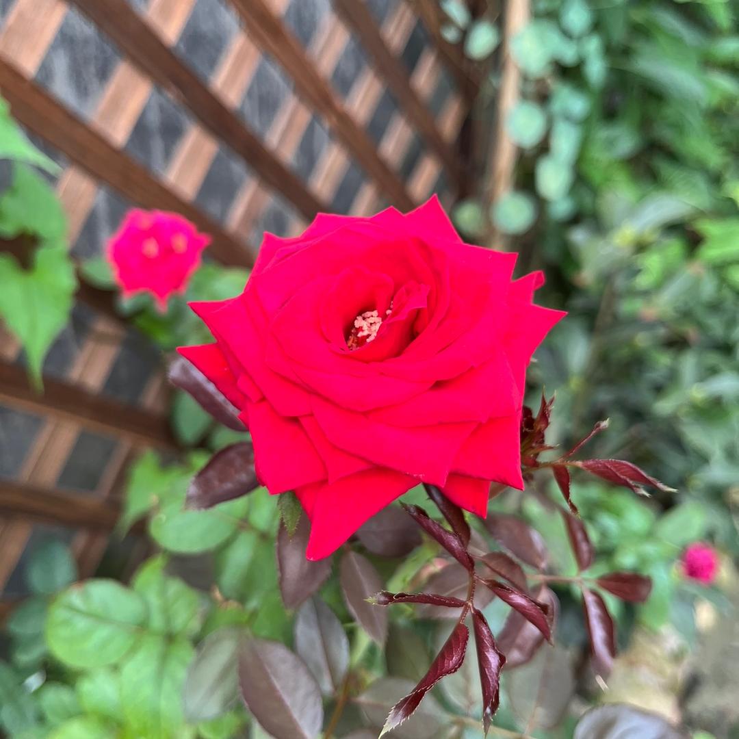 阳光绿植🌻