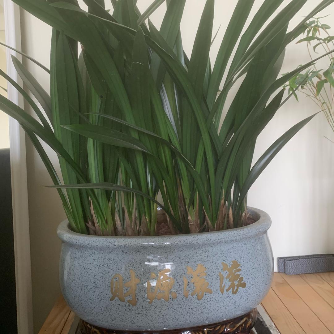 树叶🍃青青