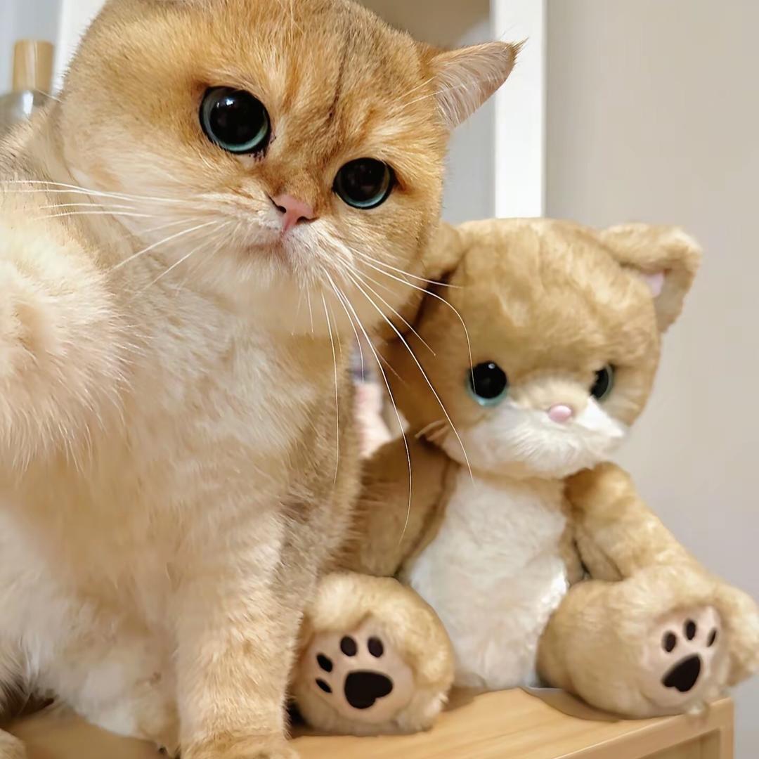 胖猫日记（买🐱私聊）