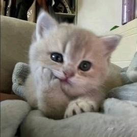 芳心纵笨犯