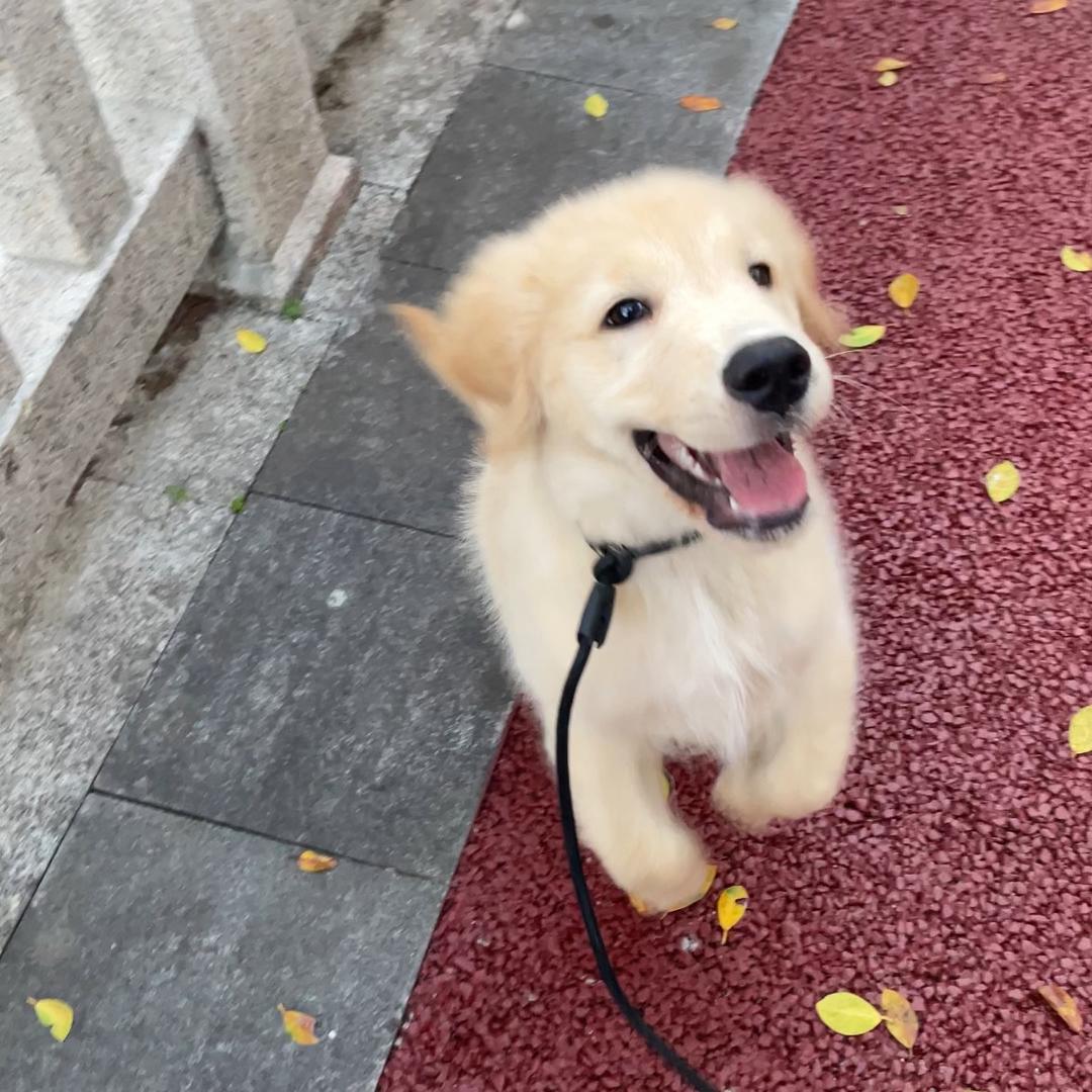 旺仔崽