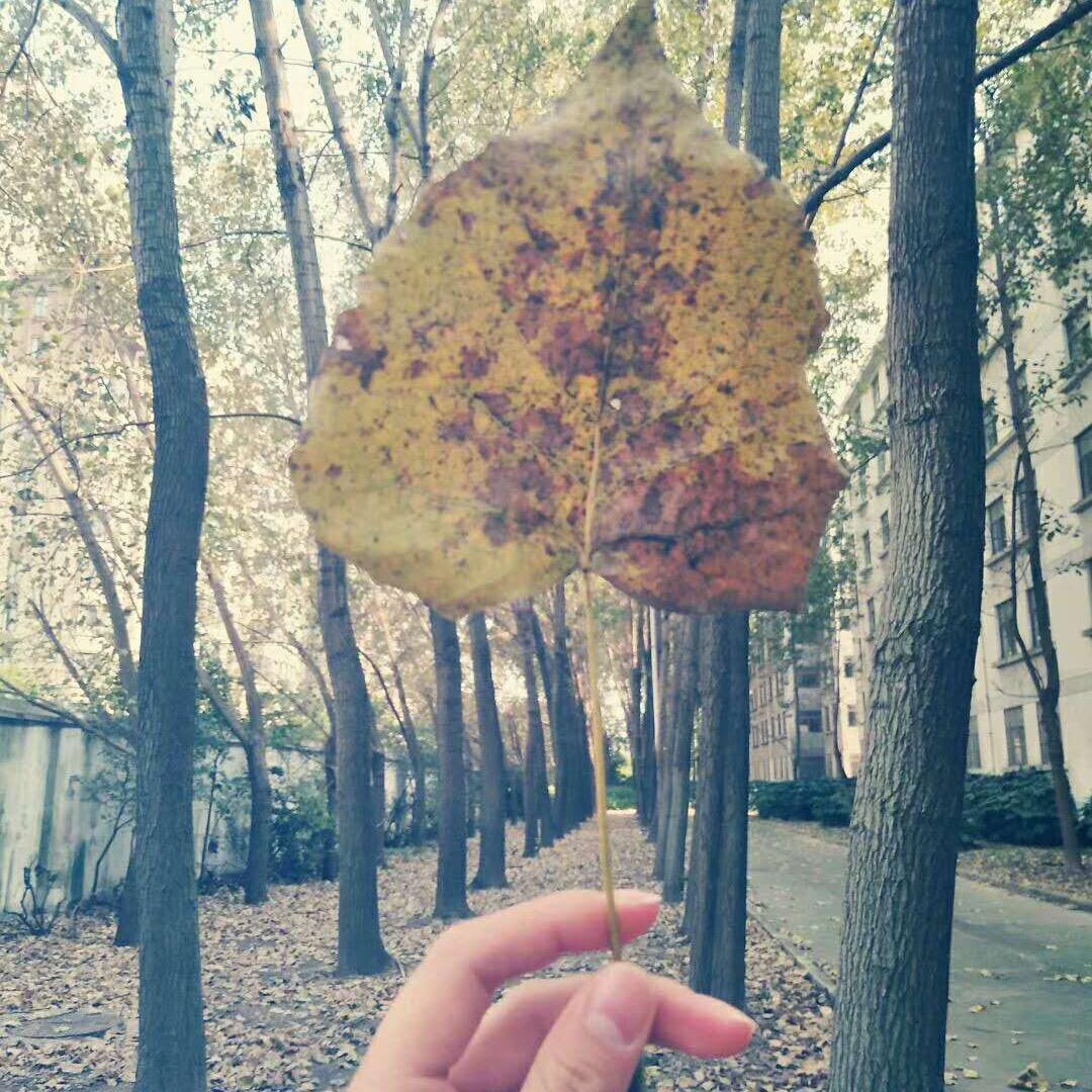 落叶✨