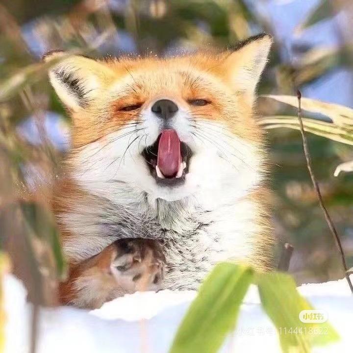 廾匸狐狸🦊