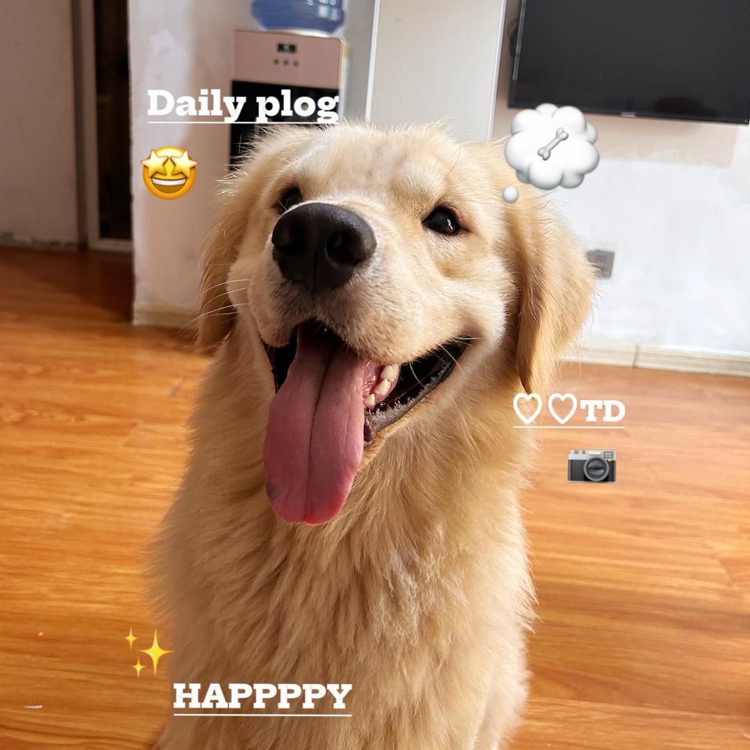 福多与咪咪的日常🐶🐱