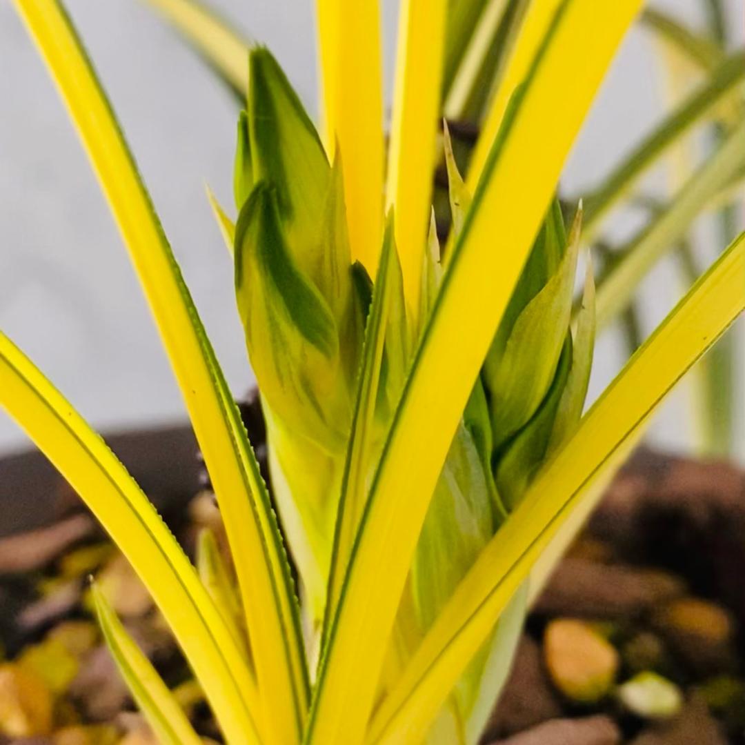 文峰兰苑 兰之缘