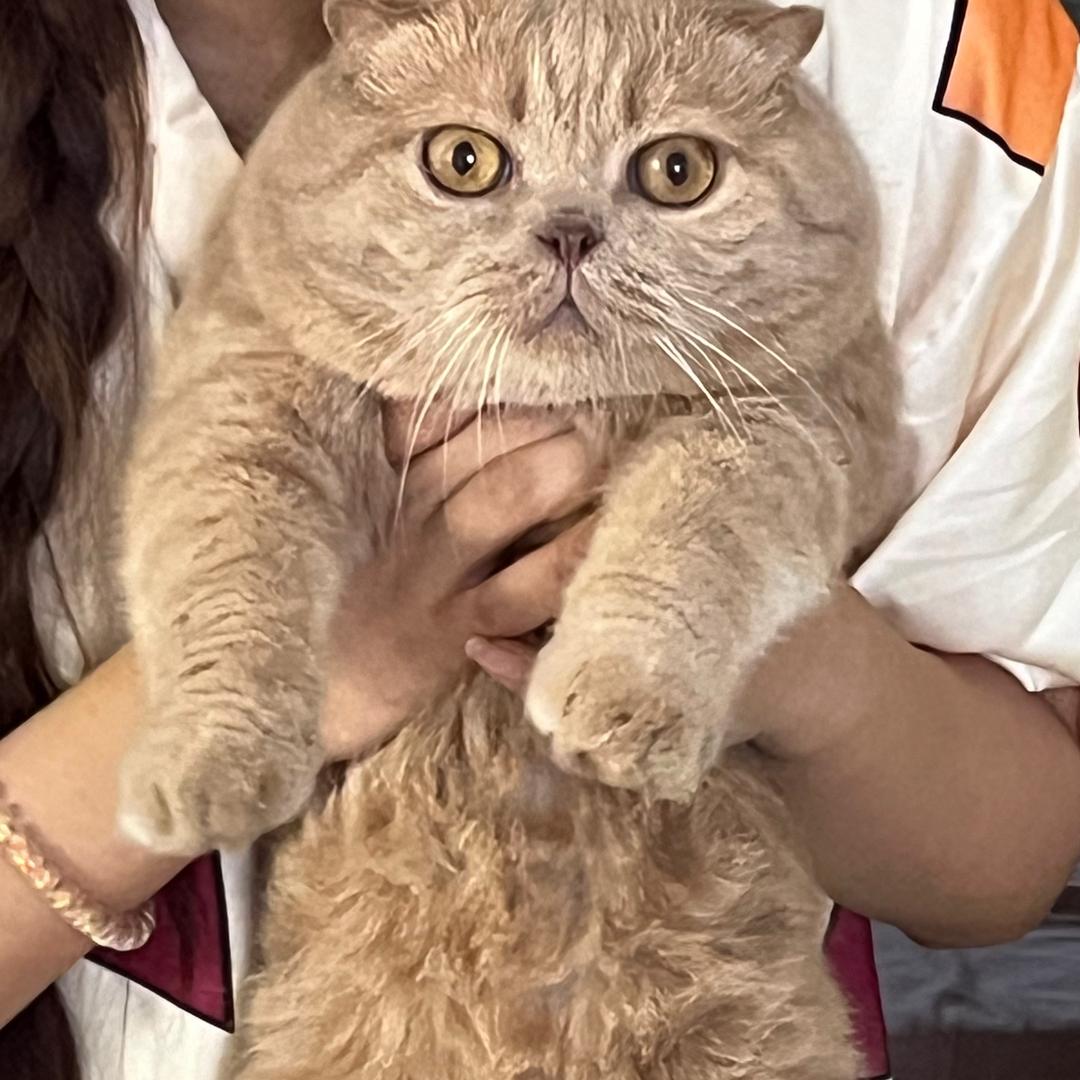 三小胖🐱🐶
