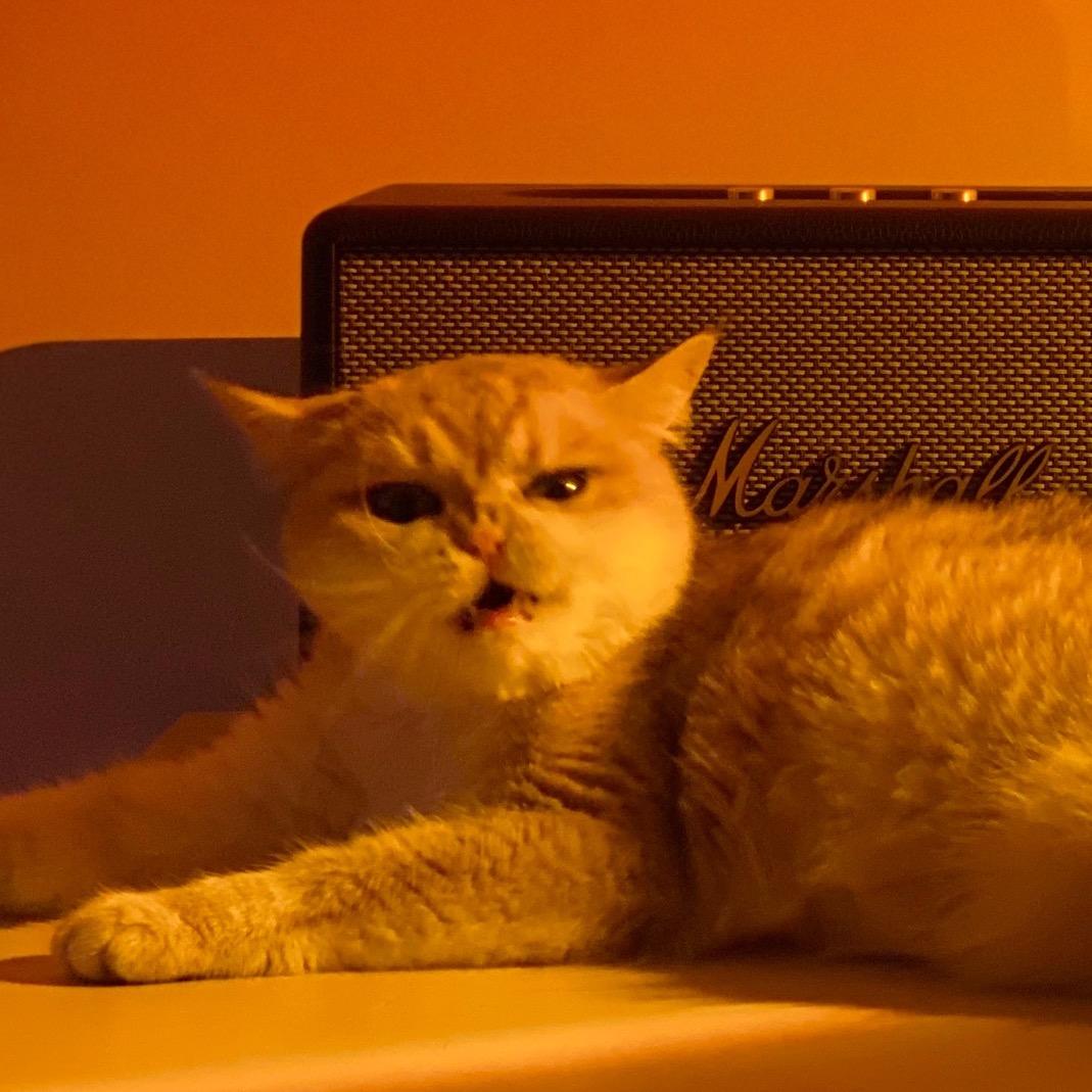 🍊橘子是只绊脚猫