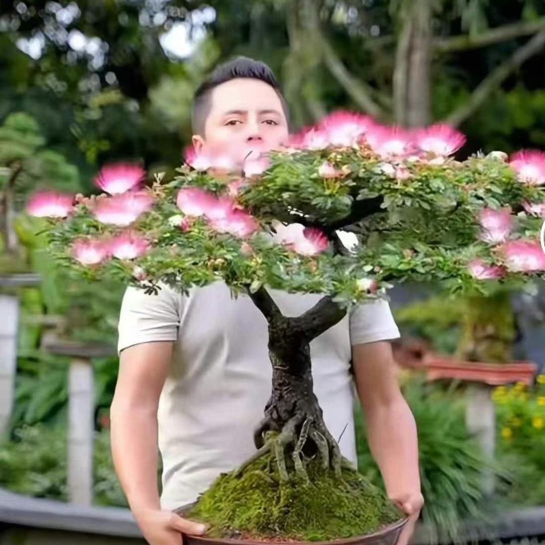 花草先生盆景