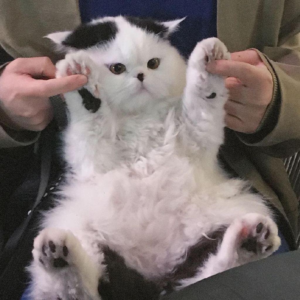 香烤百变怪