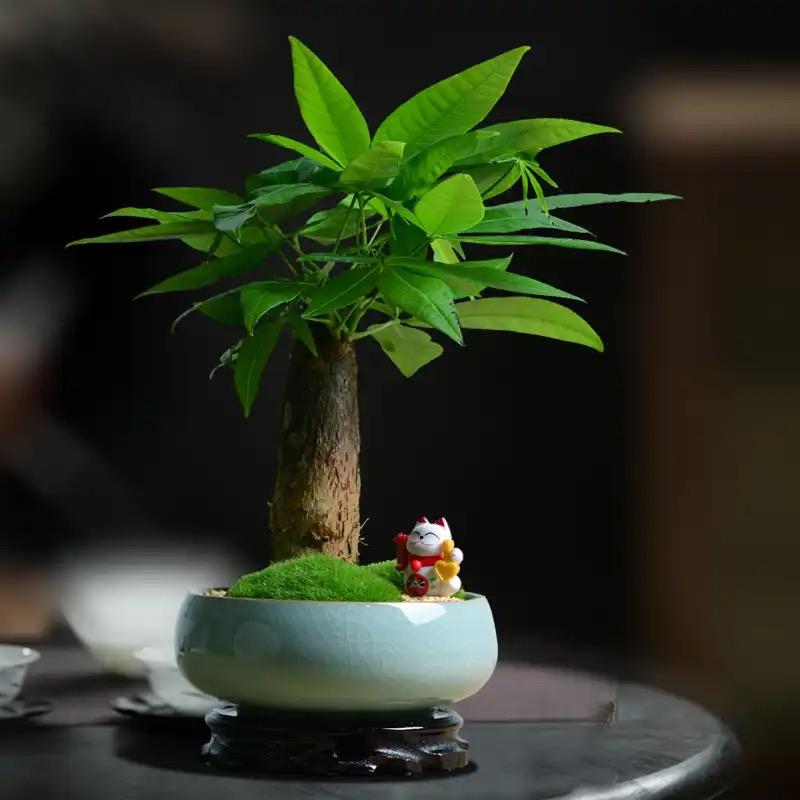 绿叶仙踪