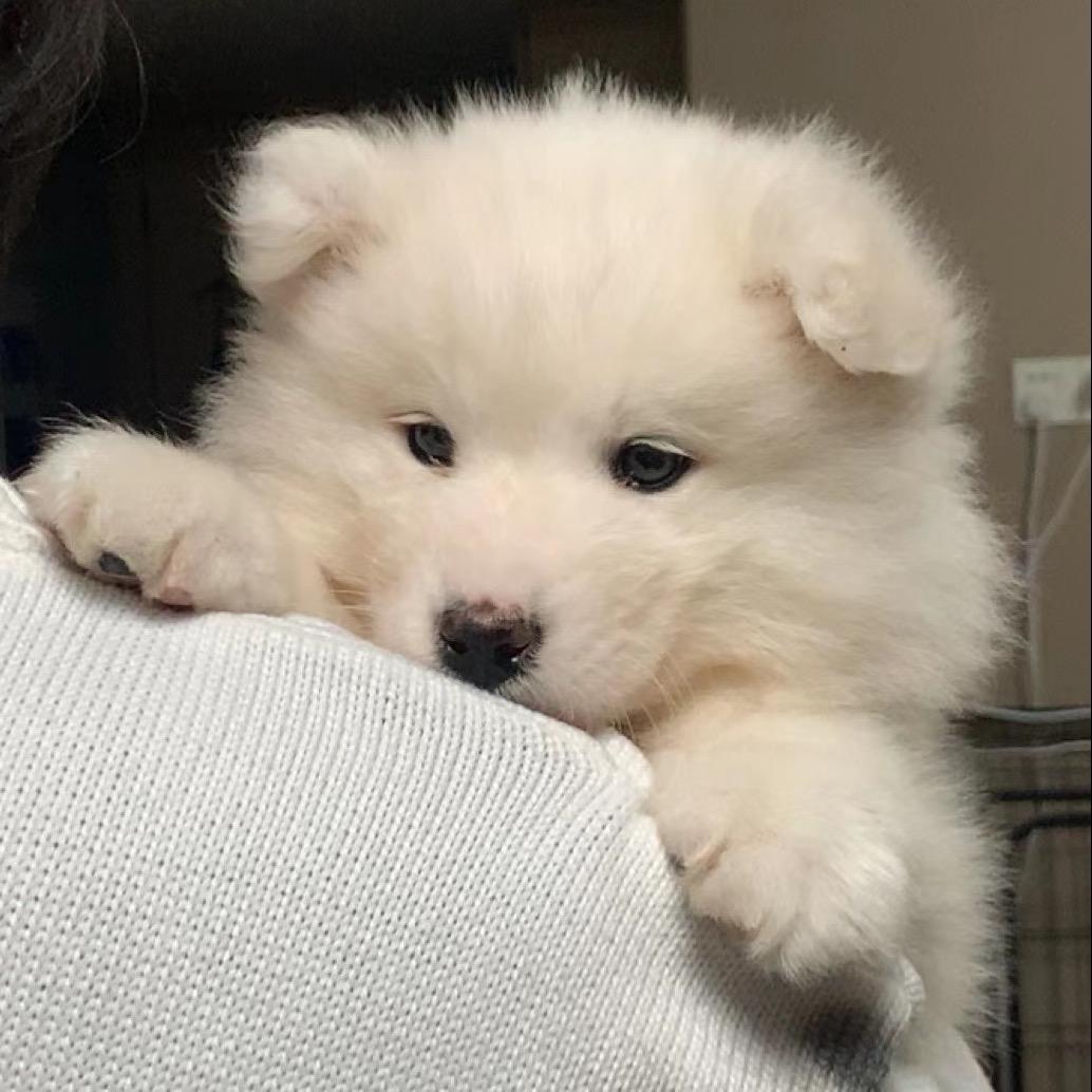 雪碧是只狗