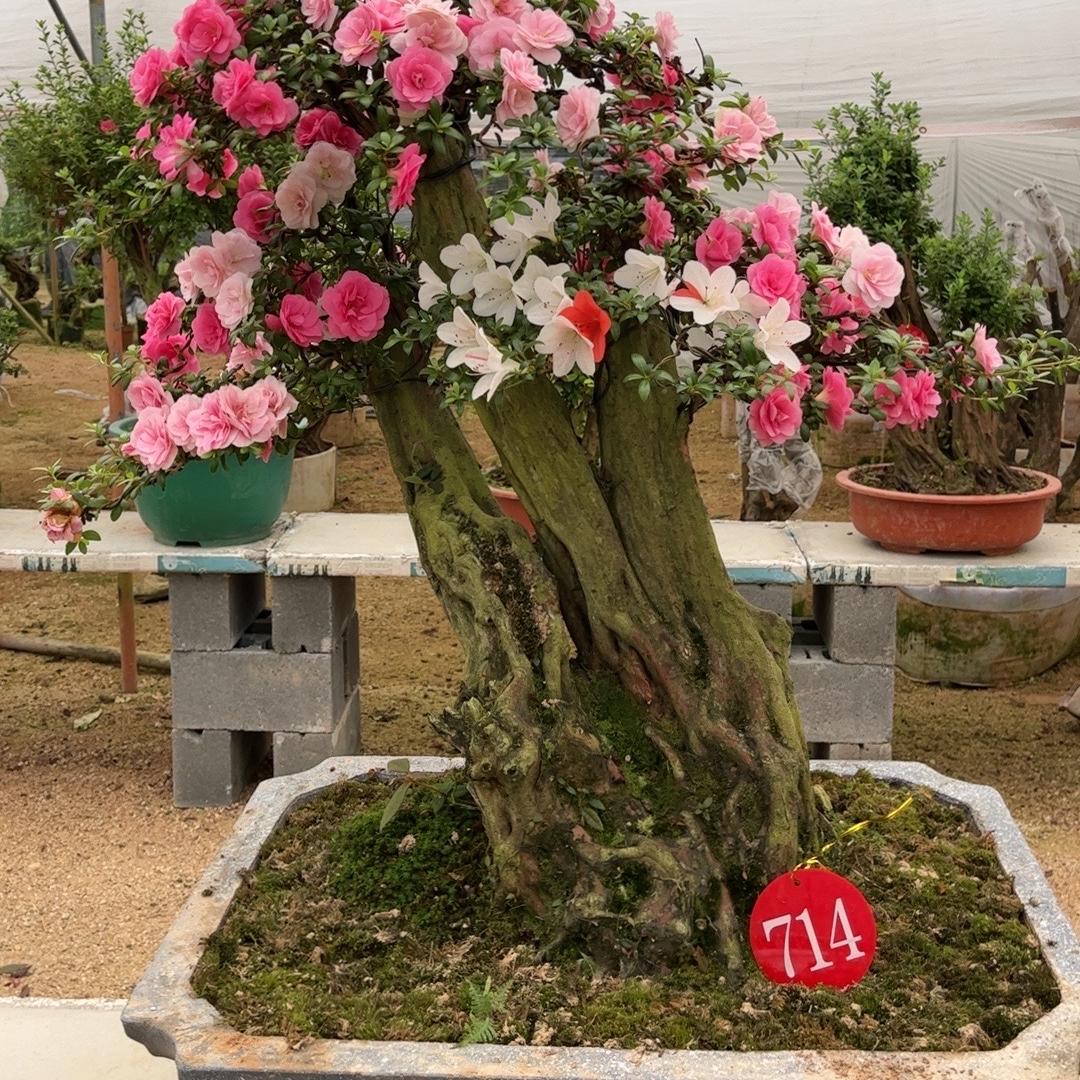 余木生花