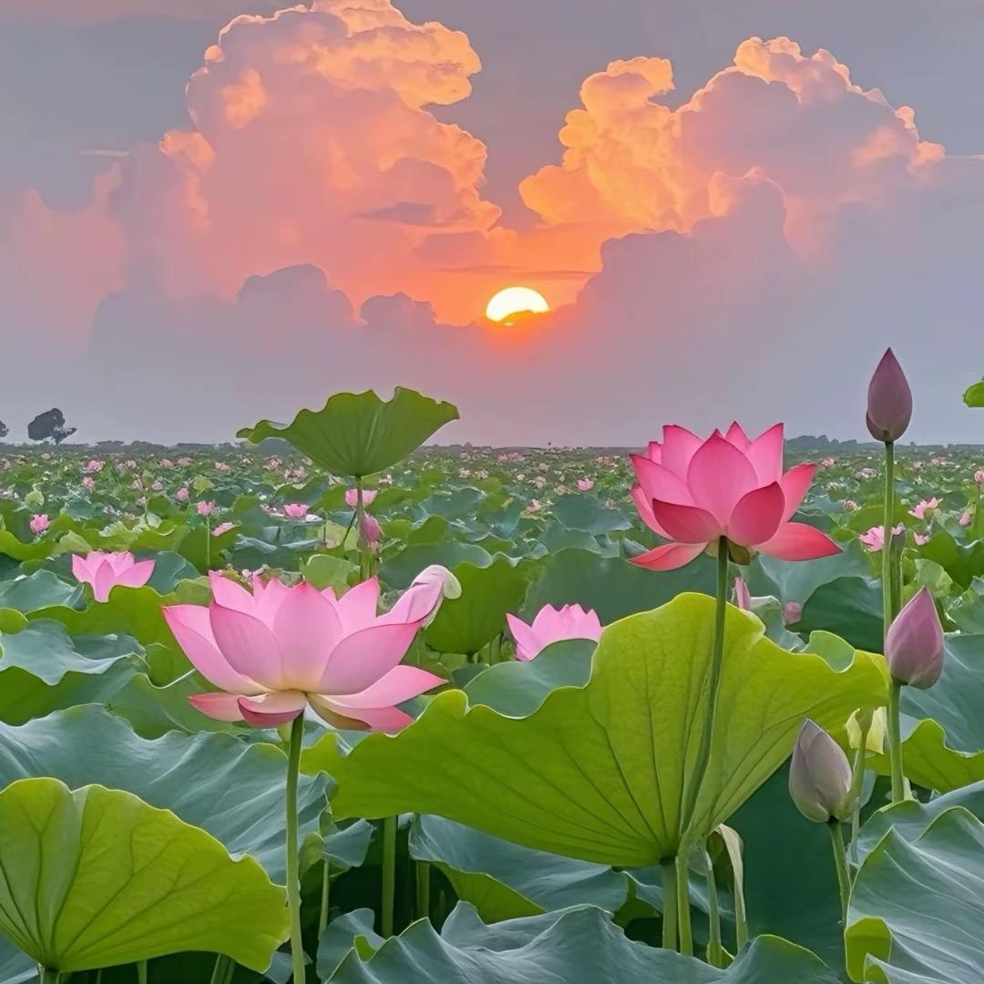 如夏💐
