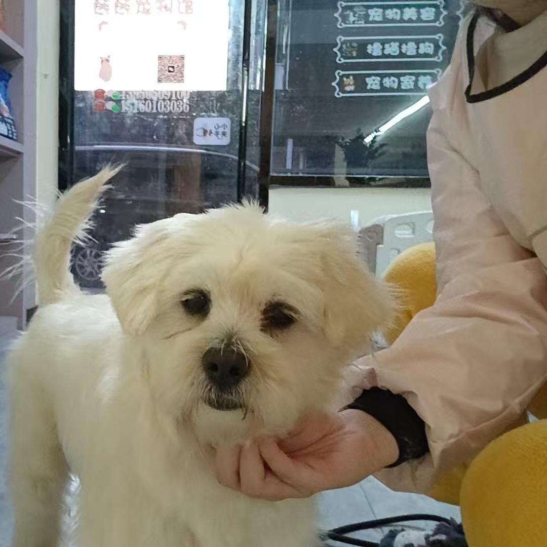 妞妞与它的四个宝宝
