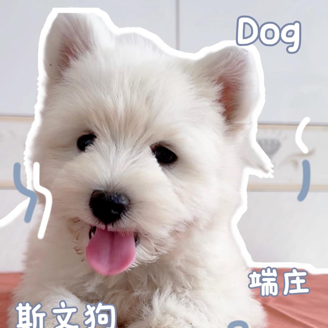 辣辣和西高地🐶