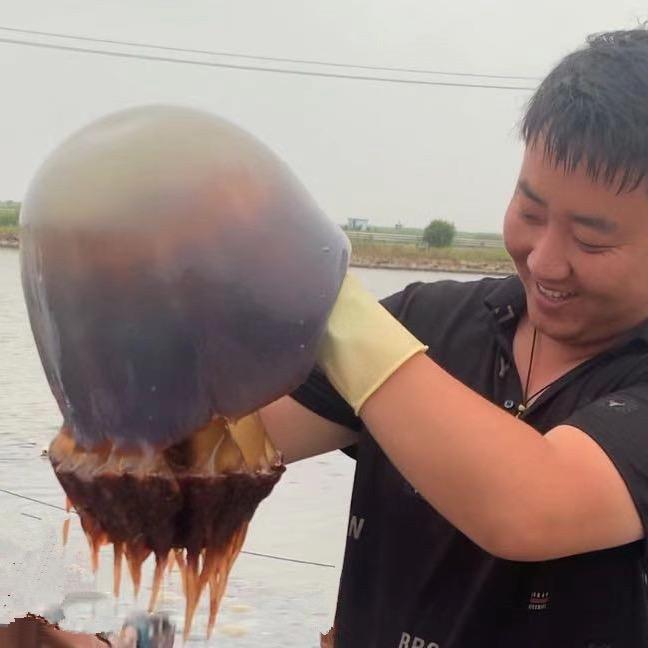 鲜来厚道海蜇专卖