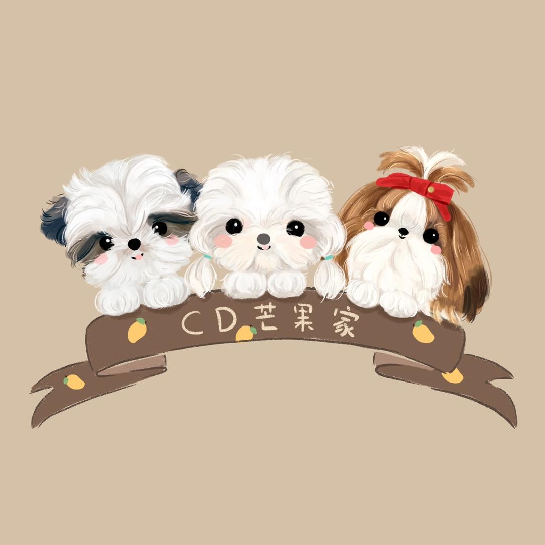 CD芒果家西施犬