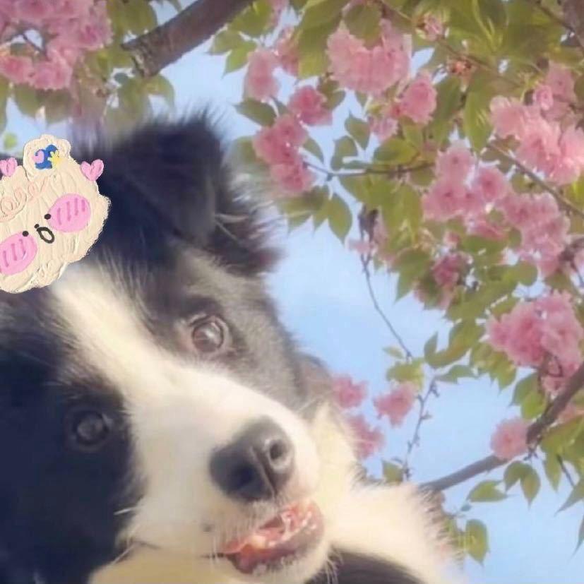 阿狗uo🐶