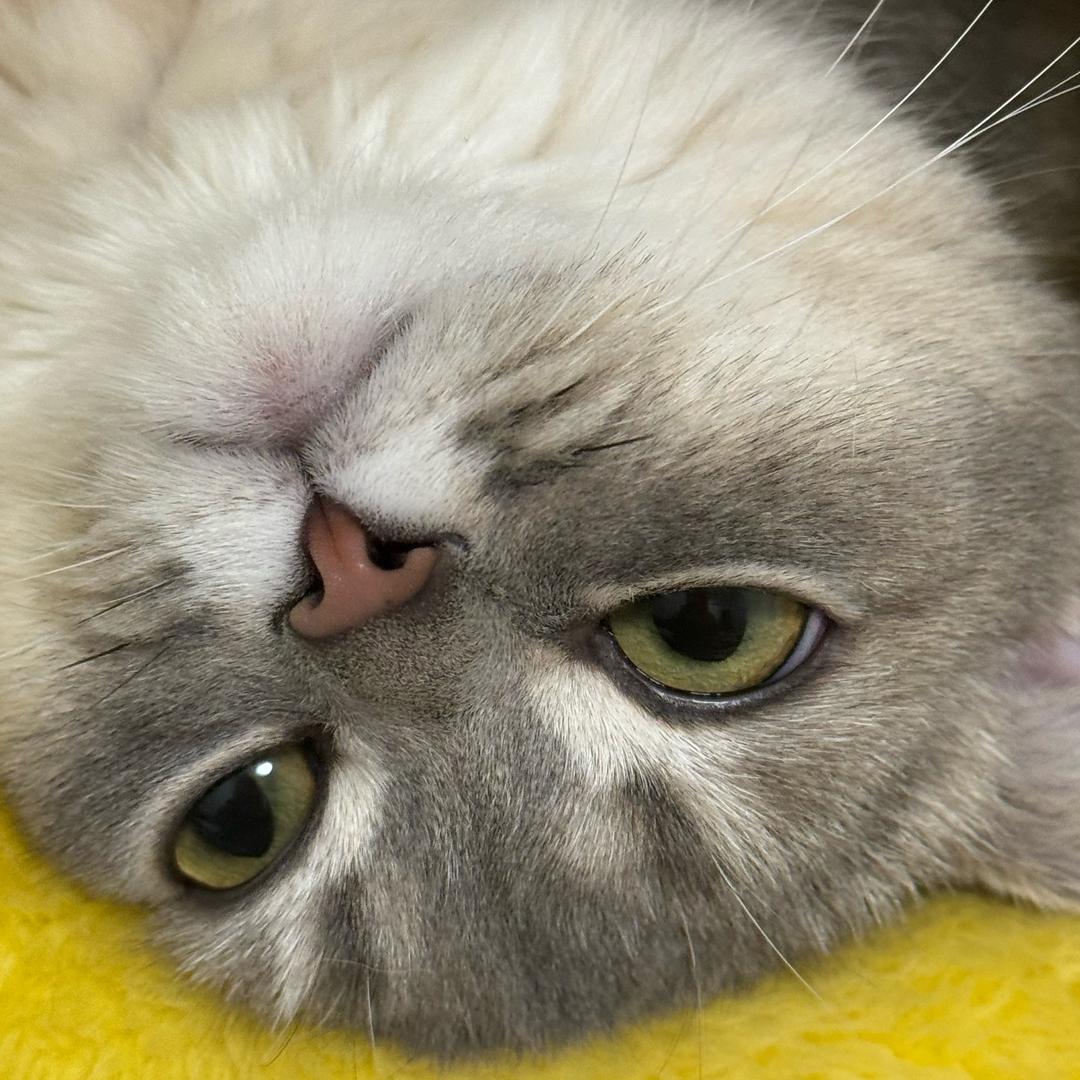 小猫不想上班