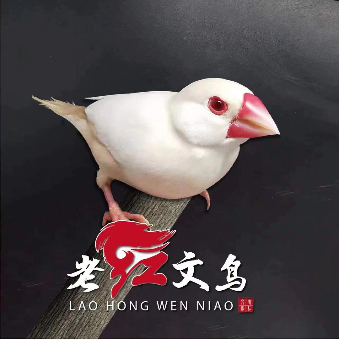 老红文鸟