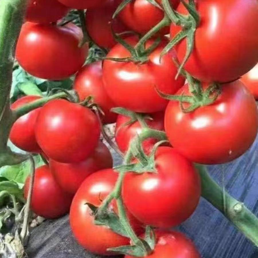 东海县马壮蔬菜批发部（个体工商户）