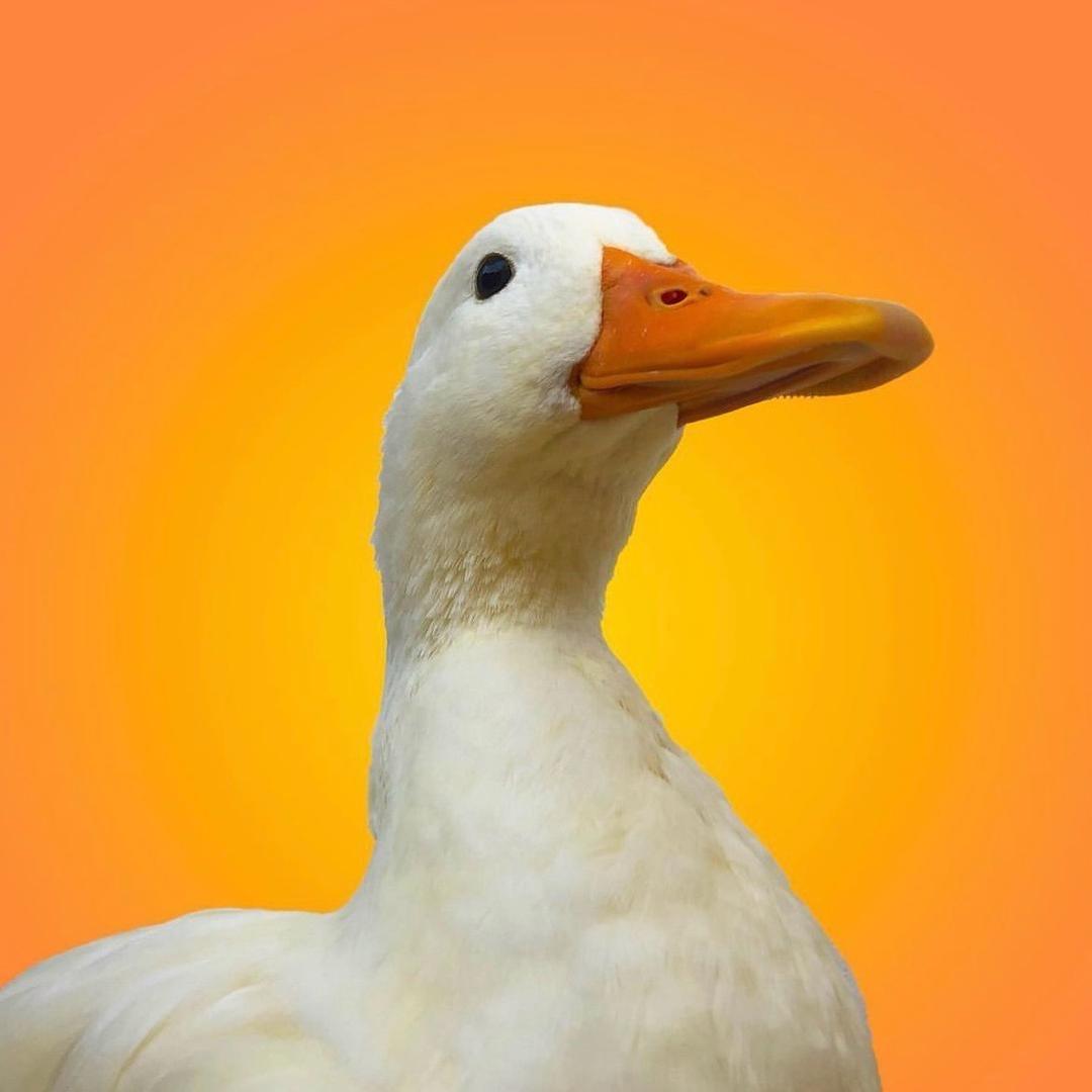 大白鹅🪿