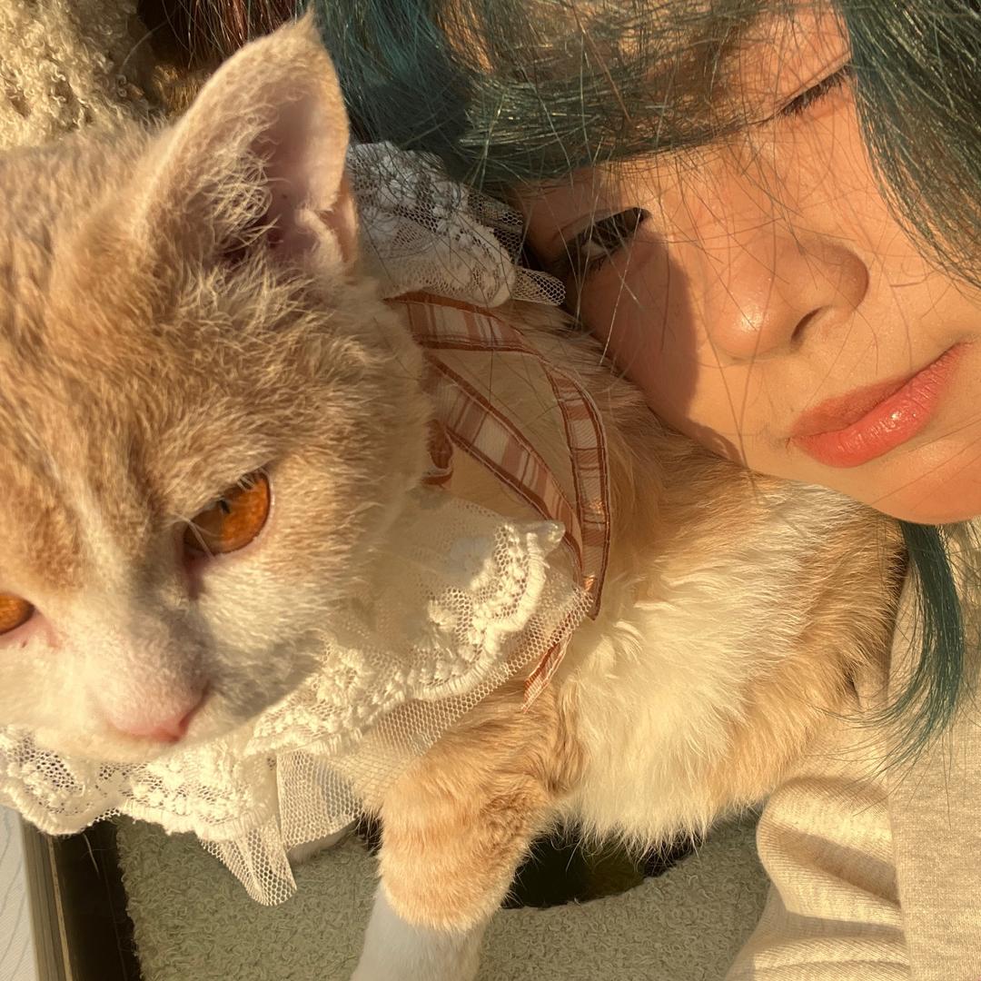 陈小姐的三只猫