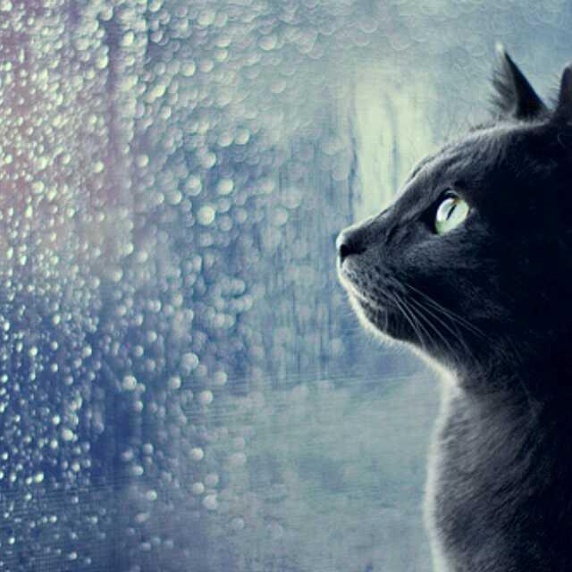 窗外雨