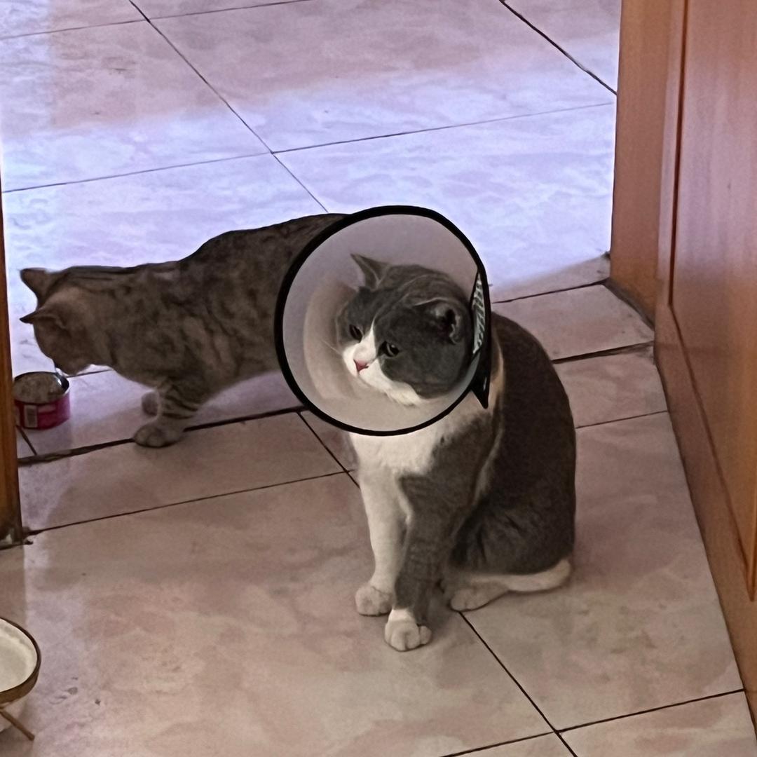 阿猫先生（一只猫都没有了的先生）