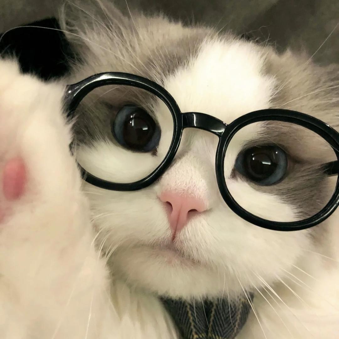 半夜出门肘击路边狂叫的野狗