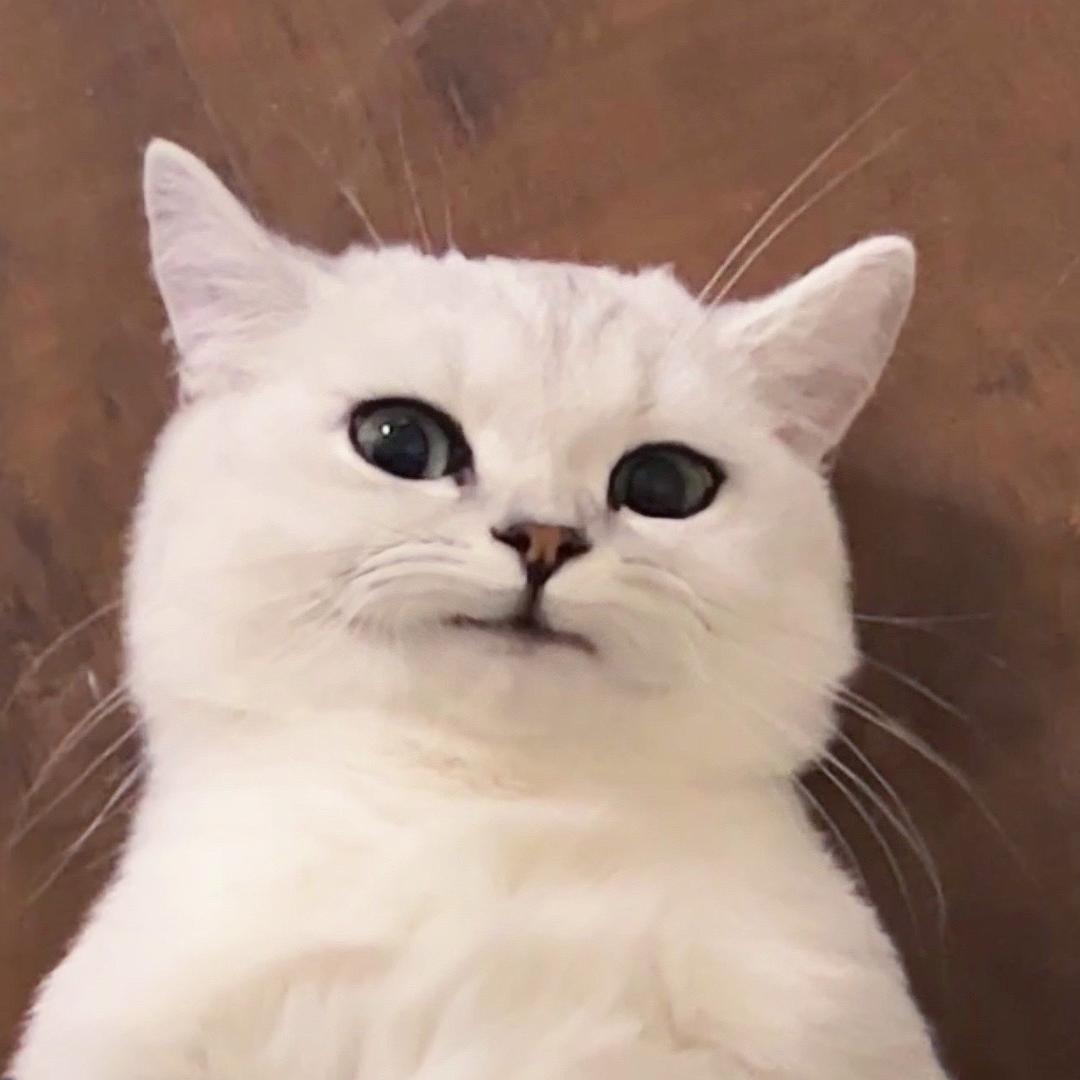大款是只摆烂猫