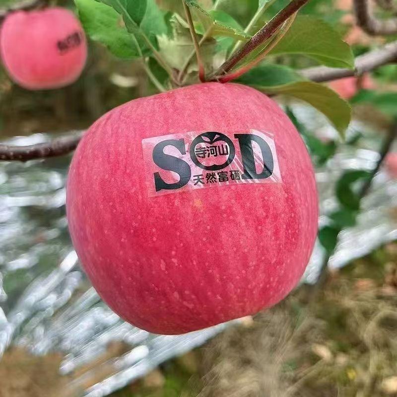 灵宝红强寺河山苹果