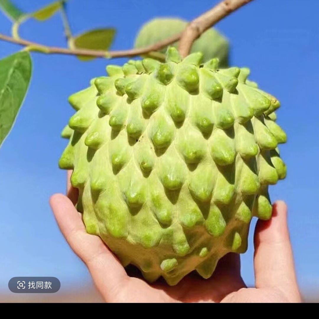 二夫释迦牛奶果（云南）