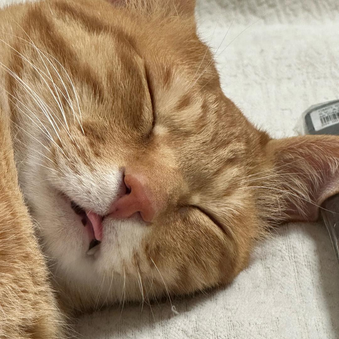 莓猫冰